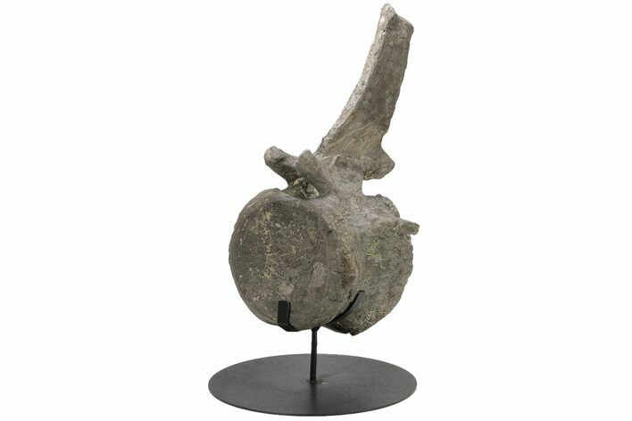 Sauropod (Camarasaurus) Caudal Vertebra - Absolutely Massive #222769